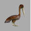 Pelican Edwin