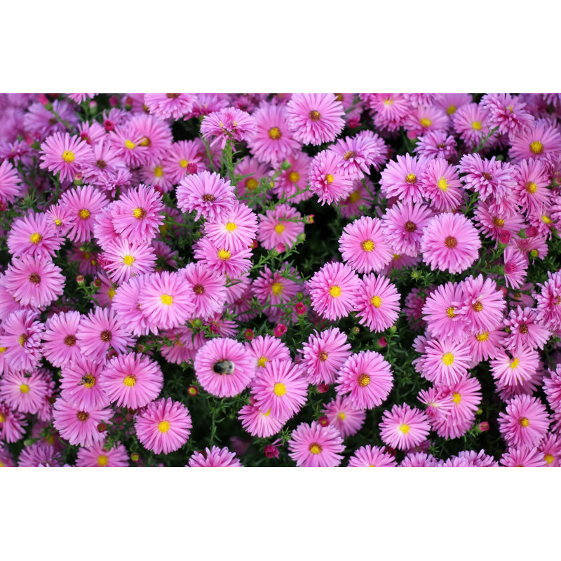 Katonah Field Of Pink Daisies - Wrapped Canvas Print, 81cm H x 122cm W x 3.8cm D