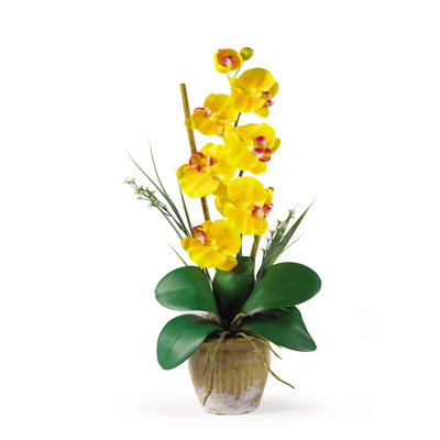 Orchid Arrangement in Pot