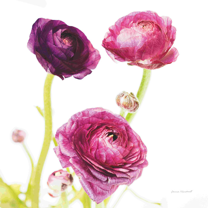 " Spring Ranunculus I " Painting Print, 12" H x 12" W