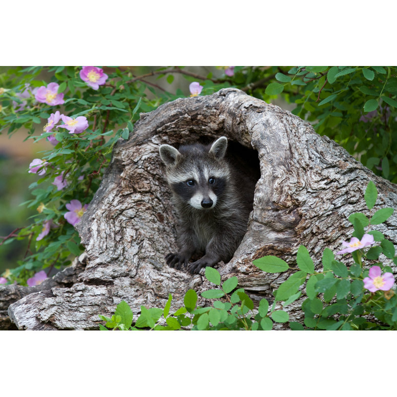 Baby Raccoon by Dee Carpenter Photography - Wrapped Canvas Print, 20cm H x 30cm W