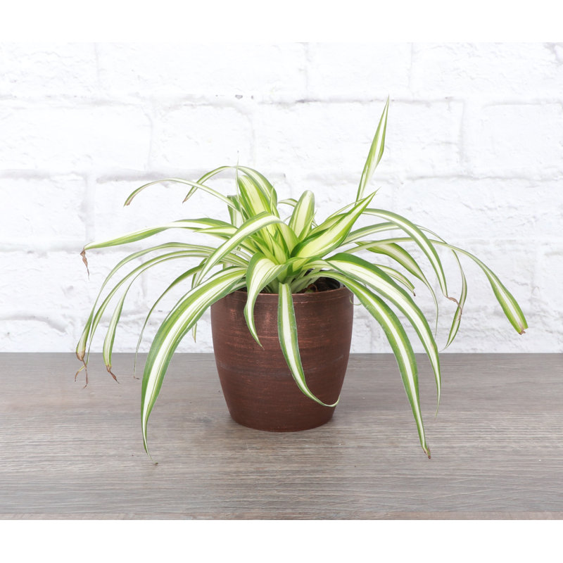 Live Spider Plant in Classic Pot, Copper