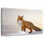 Renard majestueux Brampt-108817024