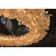 Roxi 1 - Light LED Chandelier-610586519-610586518