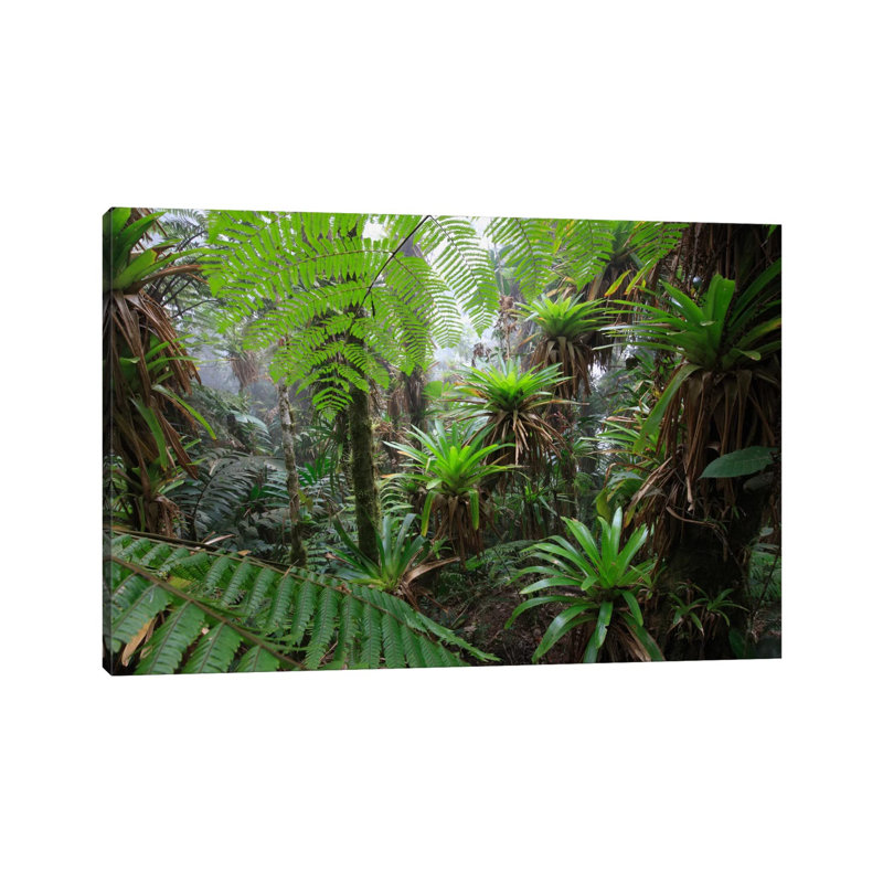 Bromeliad and Tree Fern At 1600 Meters Altitude in Tropical Rainforest, Sierra Nevada De Santa Marta National Park, Colombia V 1 Piece Wrapped Canvas Wall Art