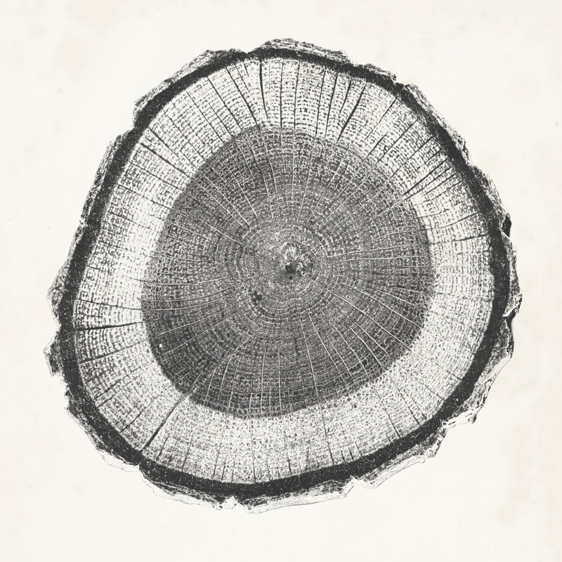 " Tree Ring II " by Vision Studio, 12" H x 12" W x 1.25" D