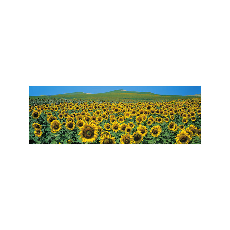 Sunflower Field Andalucia Spain - Wrapped Canvas Panoramic Print, 121.92 cm H x 40.64 cm W x 1.91 cm D