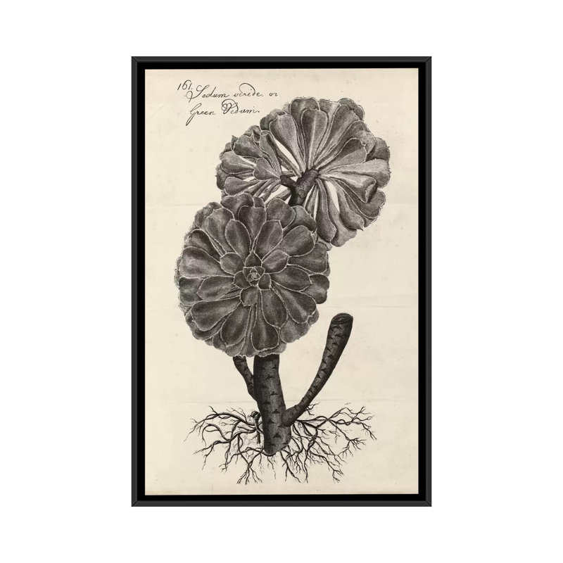 «Thornton Succulents II» par Robert Thornton, reproduction sur toile, H 48 po x l 32 po x P 1,5 po, Toile avec cadre noir