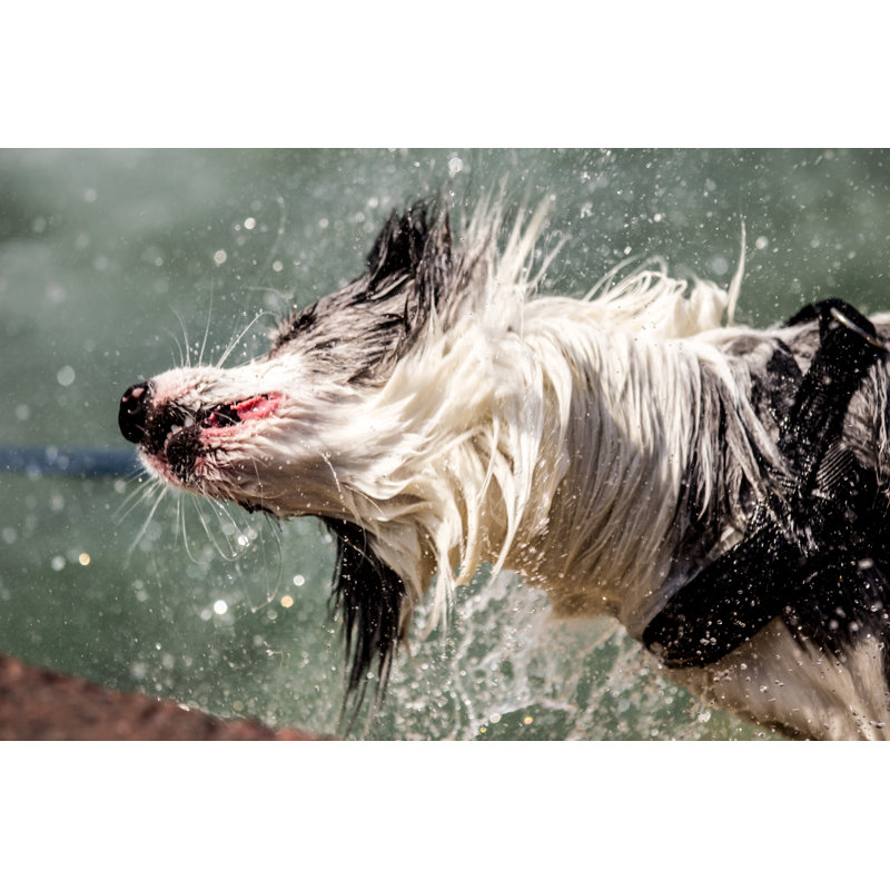 Shaking Dog by Mayalain - Wrapped Canvas Print, 30cm H x 46cm W