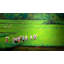 Green pady of Kerala