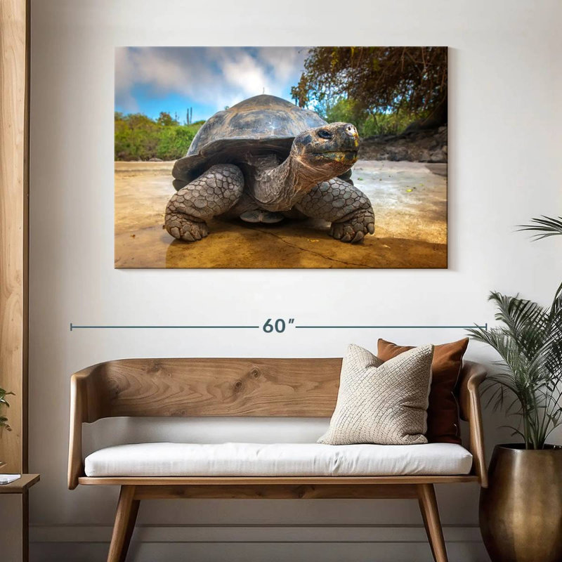 Tortue des Galapagos, H 32 po x l 48 po