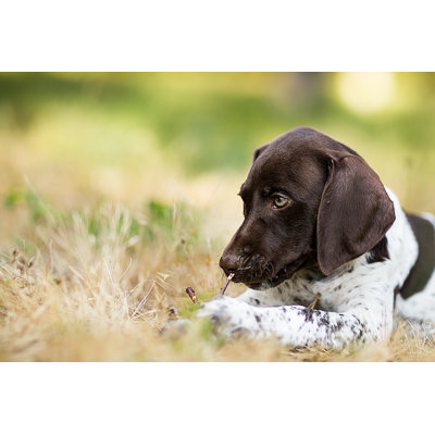 " German Short-Haired Pointer Puppy Closeup "