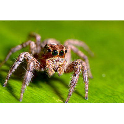 Emilyrose " Jumping Spider " by Damsmith