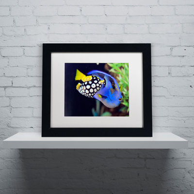 " Colorful Tropical Fish " by Kurt Shaffer