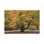 Full Foliage by David Gardiner - Print on Canvas-506739247-483491984