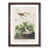 Walnut Framed