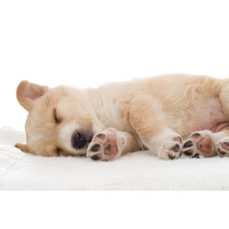 Puppy by Gurinaleksandr - Wrapped Canvas Print, 30cm H x 46cm W