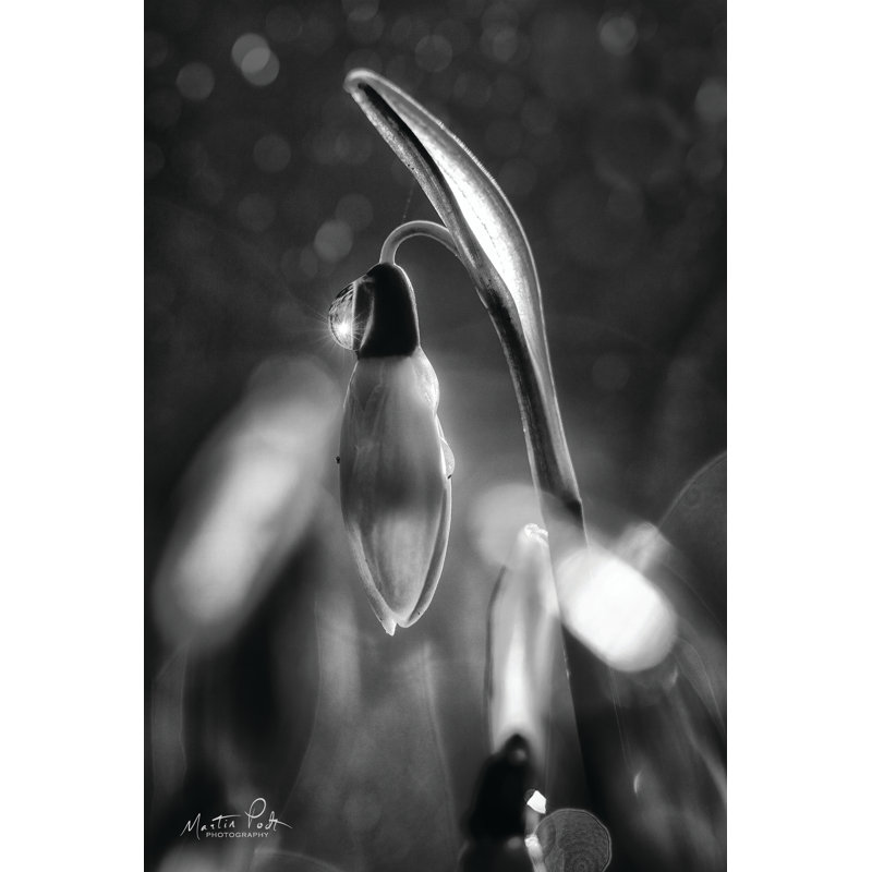 «Snowdrops» en noir et blanc par Martin Podt - reproduction, H 18 po x l 12 po