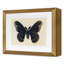 Flutter 1 Print by Todaro, Katie