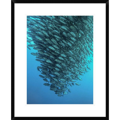 " Schooling Jackfishes " by Henry Jager