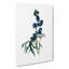 Wolfsbane Flowers Illustration - Wrapped Canvas Painting-55320241