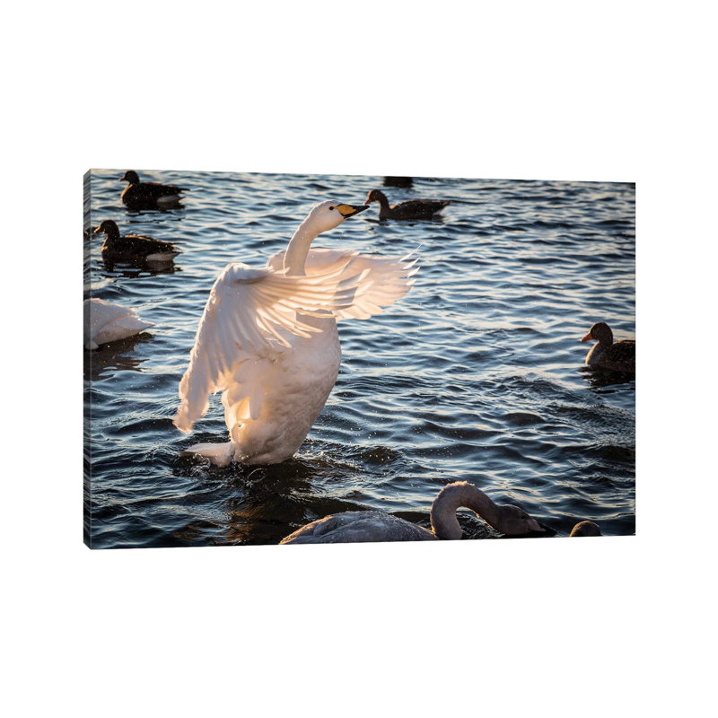 Iceland, Reykjavik, Tjornin. Backlit Whooper Swan With Wings Spread. by - Wrapped Canvas, 66.04 cm H x 45.72 cm W