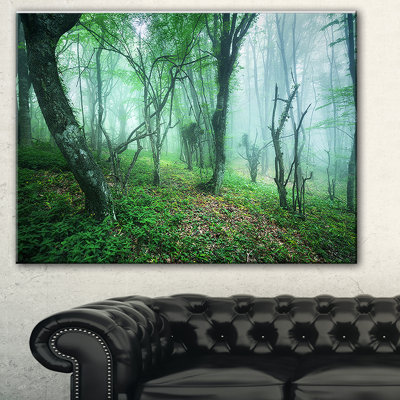 " Trail Through Green Forest "
