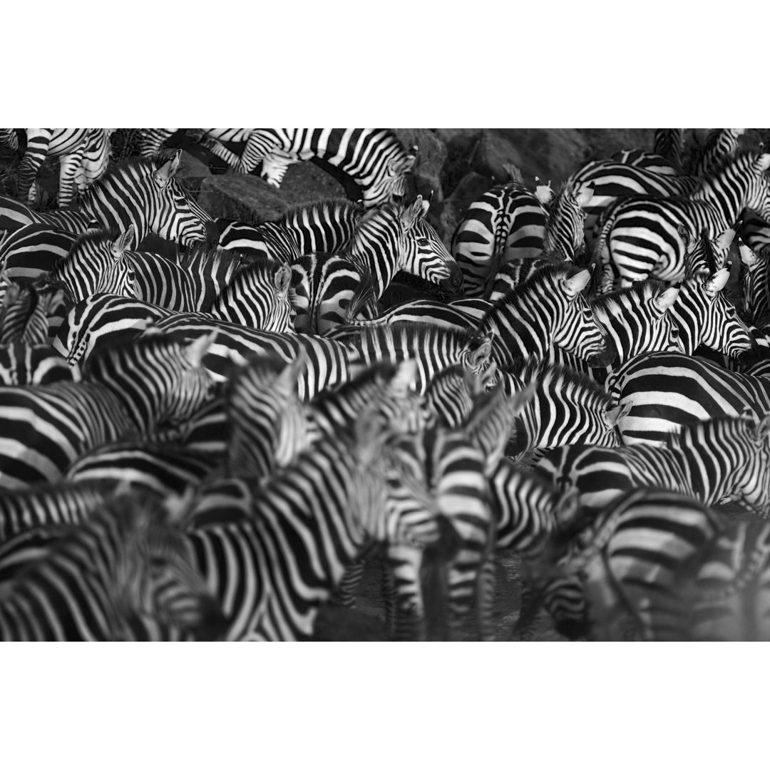 Zebra Herd von WLDavies - Leinwandbild auf Leinwand