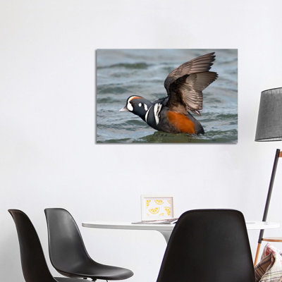 Harlequin Duck Male Taking Flight, Barnegat Light, New Jersey 1 Piece Wrapped Canvas Wall Art