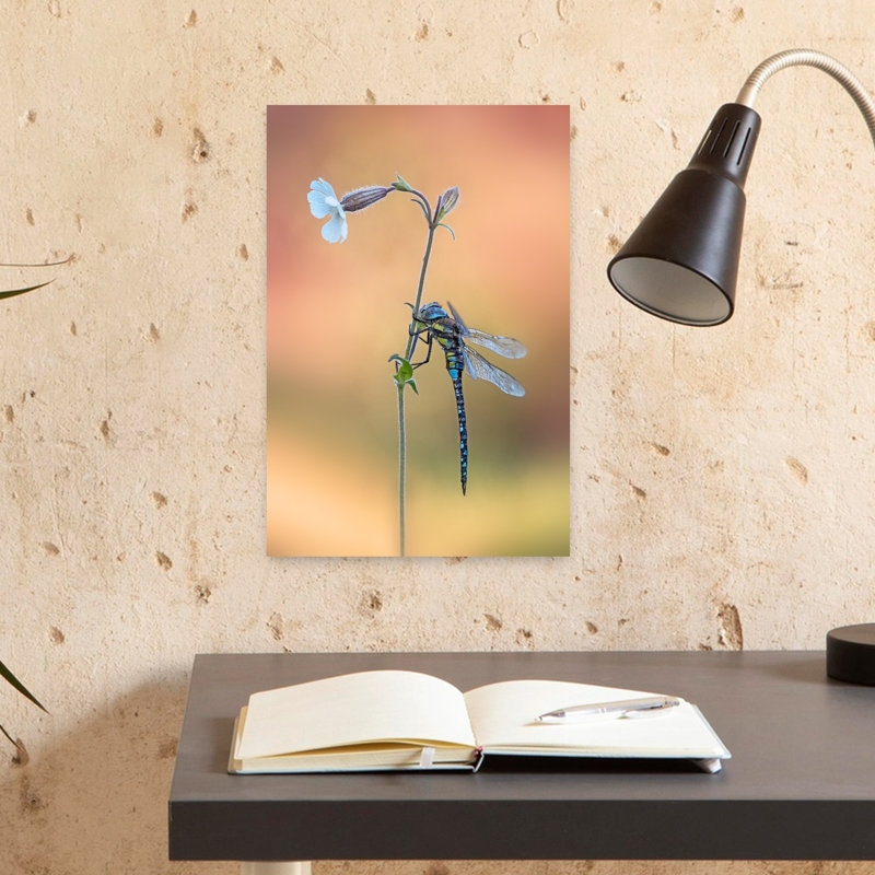 Blue Dragonfly Bloom Delicate Tranquil Dragonfly Flower Nature Wall Art Print by Fabrizio Daminelli - Print