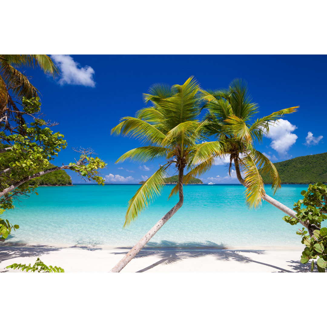 Palm Trees At Maho Bay Beach, St.John, US Virgin Islands von Cdwheatley - Kunstdrucke ohne Rahmen auf Leinwand