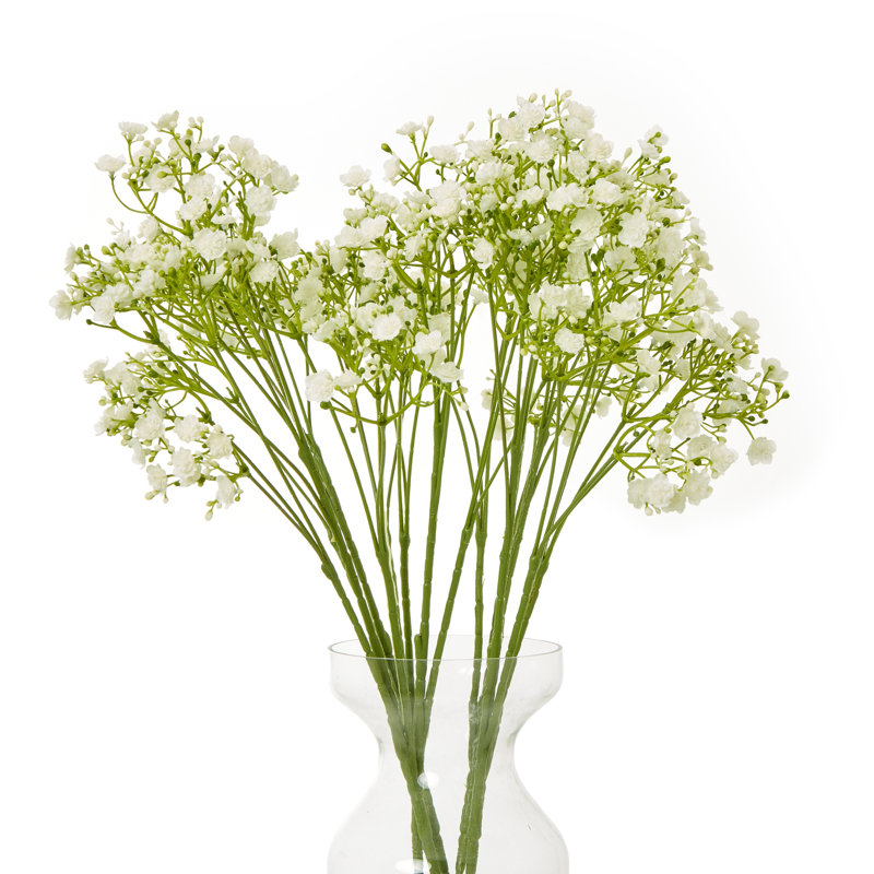 Anastasija Arrangement