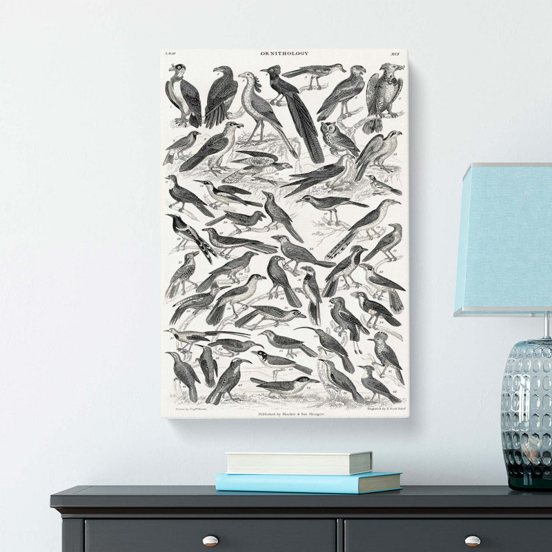 Ornithology Study Of Birds XCI by Oliver Goldsmith - Wrapped Canvas Print, 76cm H x 50cm W x 3cm D