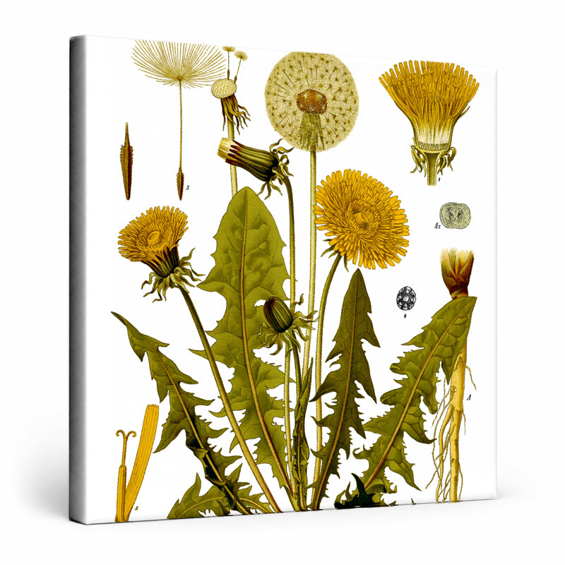 Taraxacumofficine (pissenlit) - plantes de Kouchler (1887) - art mural carré sur toile, 16" W x 16" H