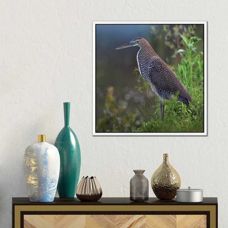Bare-Throated Tiger Heron Portrait, Costa Rica by Tim Fitzharris - Gallery-Wrapped Canvas Giclée on Canvas, White Framed