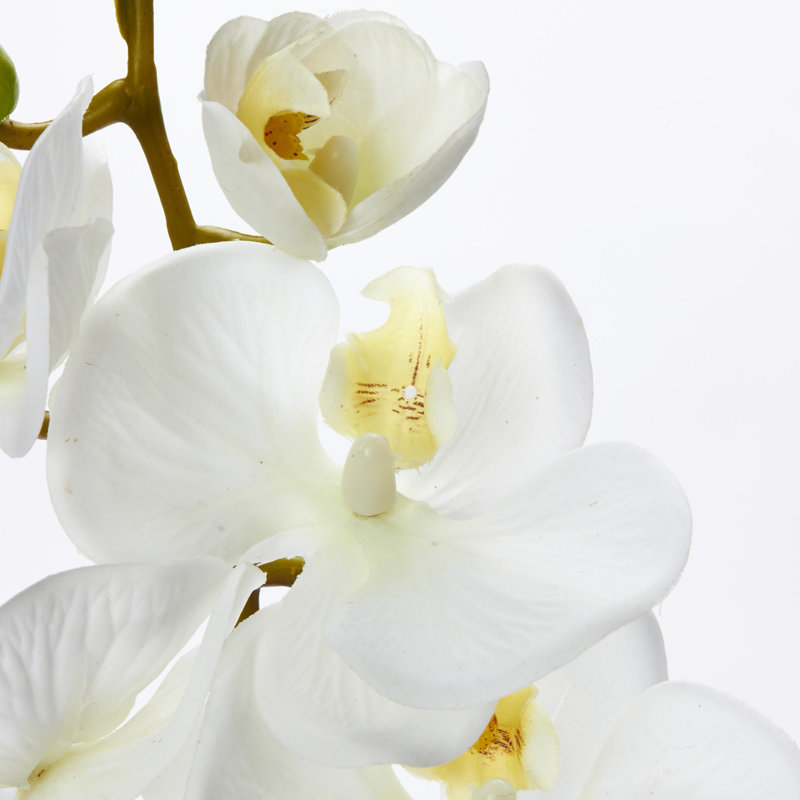 Pulvérisateur en faux orchidée phalaenopsis, Blanc