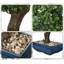 Genévrier artificiel avec pot en céramique carré bleu, décor de plante artificielle de table