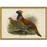 Pheasants From Gould's Birds Of Australia Giclee Print by John Gould