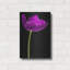 Lueur de tulipe mauve par Pamela Plummer-2014837907