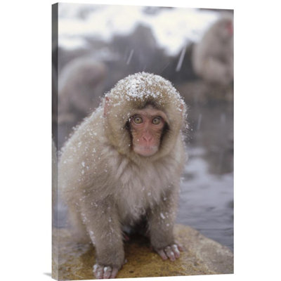 " Japanese Macaque in Hot Springs, Japanese Alps, Nagano, Japan " Print