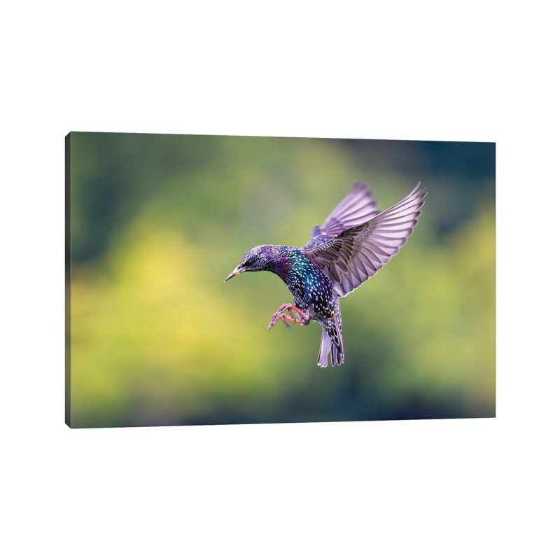Starling by Mateusz Piesiak - Wrapped Canvas Print, 66.04 cm H x 45.72 cm W x 3.175 cm D
