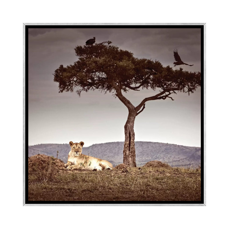 « Observance I » par Klaus Tiedge-reproduction de photo, Toile avec cadre argenté, Pas de tapis, H 18 po x l 18 po x 1,5 po