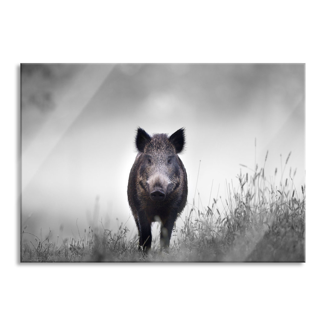 Ungerahmtes Foto auf Glas "Wildschwein in einer Wiese im Nebel"