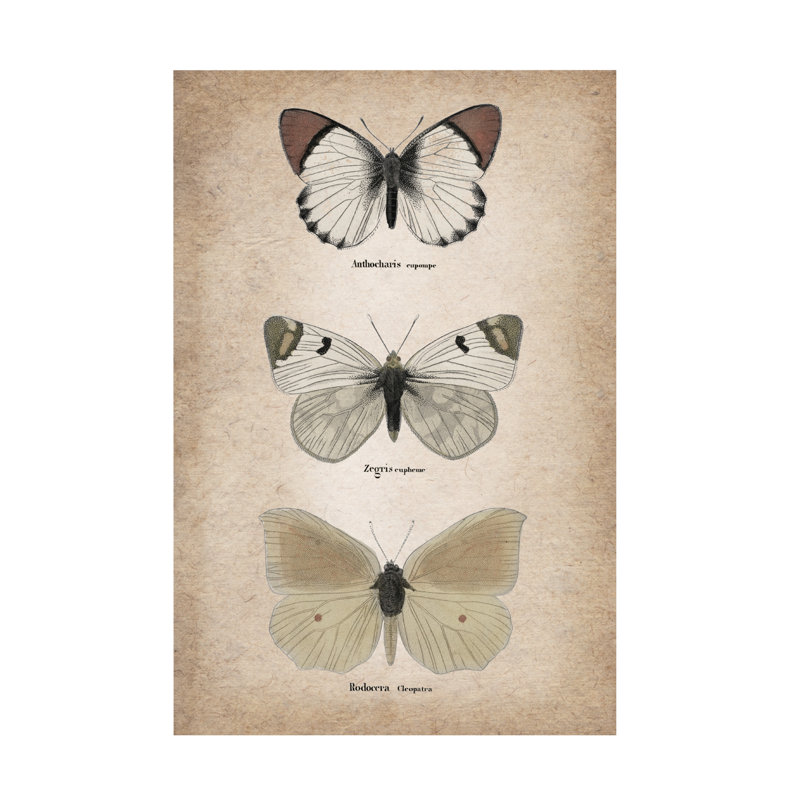 Art sur toile, "Vintage Butterflies Trio 2", art sur toile, H 22 po x l 32 po