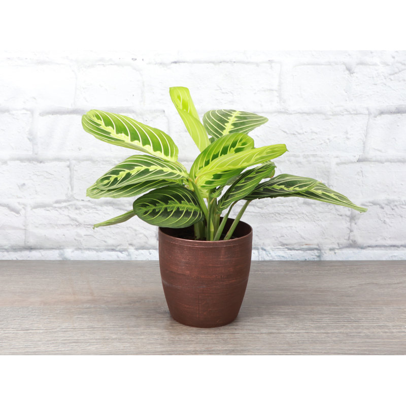 Live Lemon Lime Prayer Plant in Classic Pot, Copper
