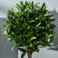 120cm Faux Evergreen Tree in Cement Pot