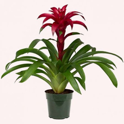 American Plant Exchange Tropical Flowering Bromeliad, Assorted Colors, 6-Inch Pot, Stunning Live Houseplant, Perfect for Gifting