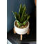 Plante artificielle en pot 12 po Gallucci-580608474