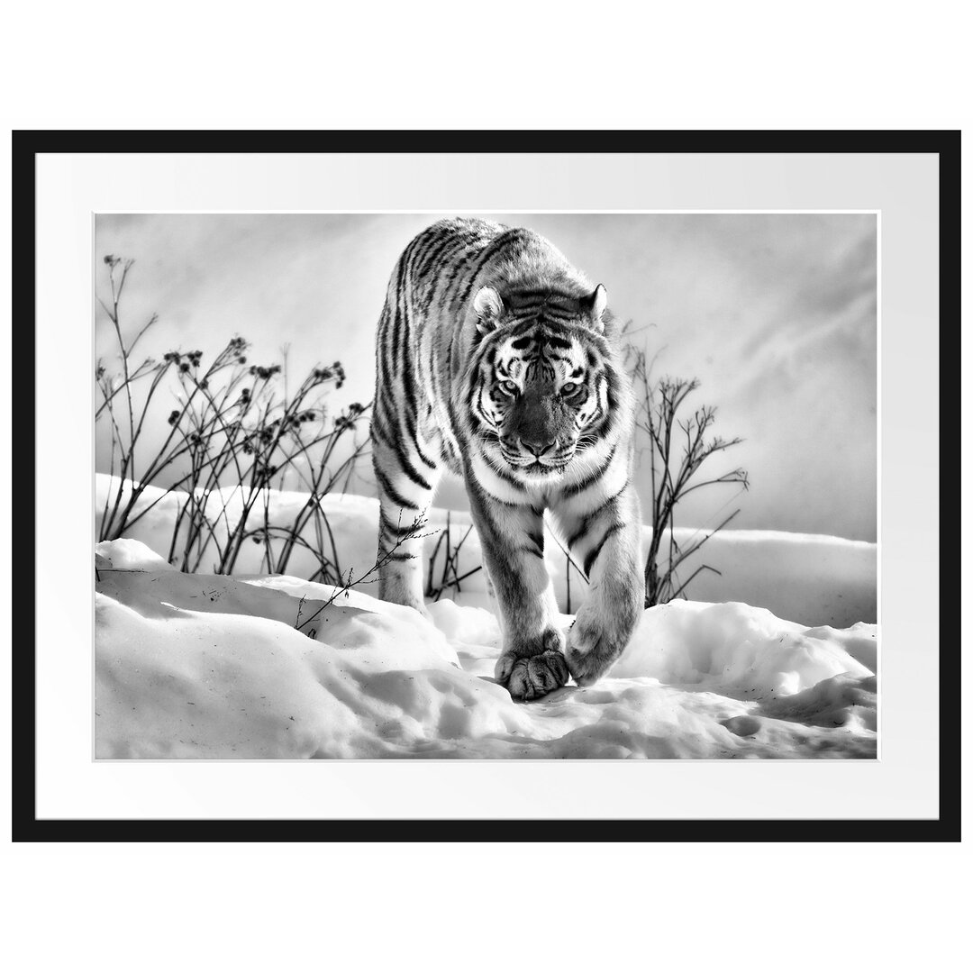 Gerahmtes Poster Tiger, Schnee