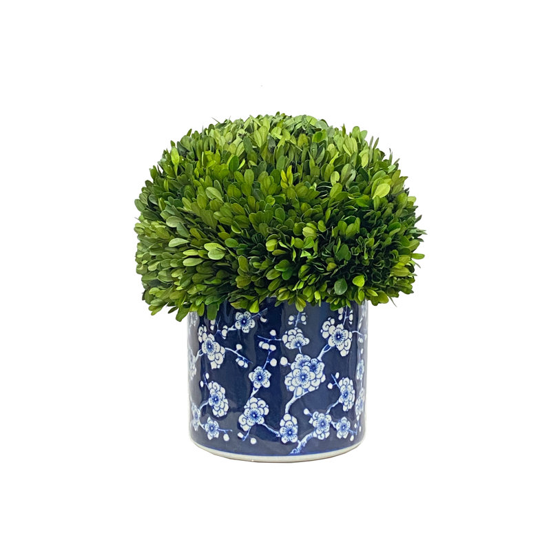 Boxwood Topiary in Porcelain Pot